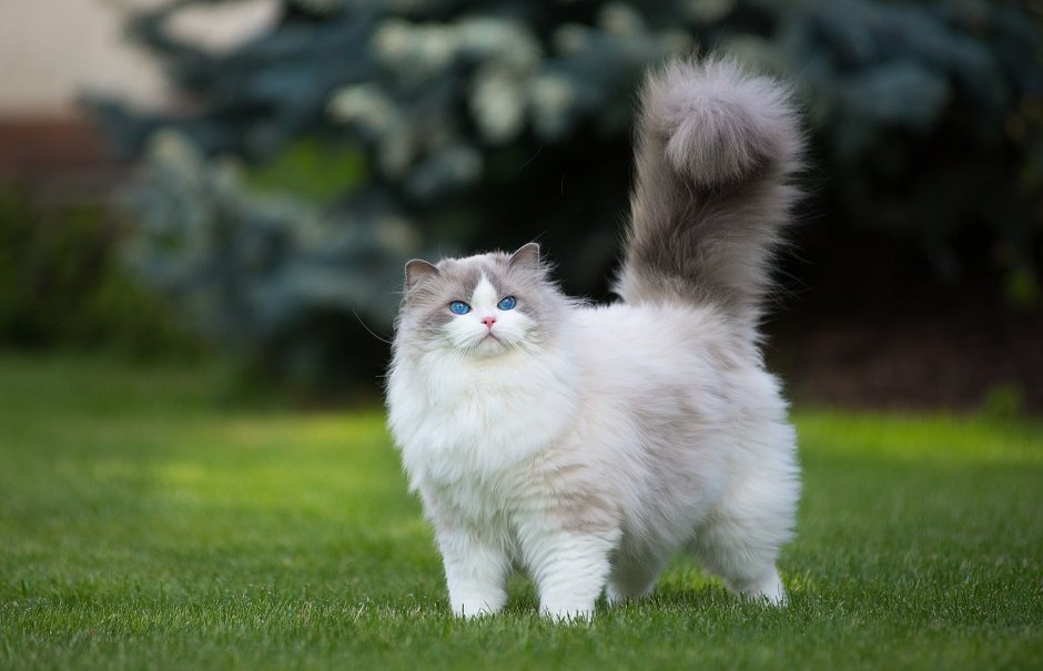 Вислоухий котенок Рэгдолл