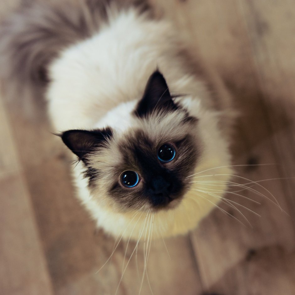 Рэгдолл котята
