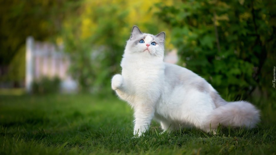 Котенок Рэгдолл Сонный