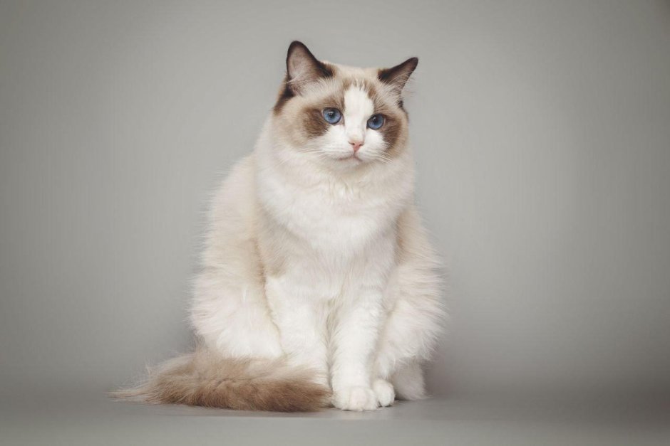 Сиамская кошка Рэгдолл