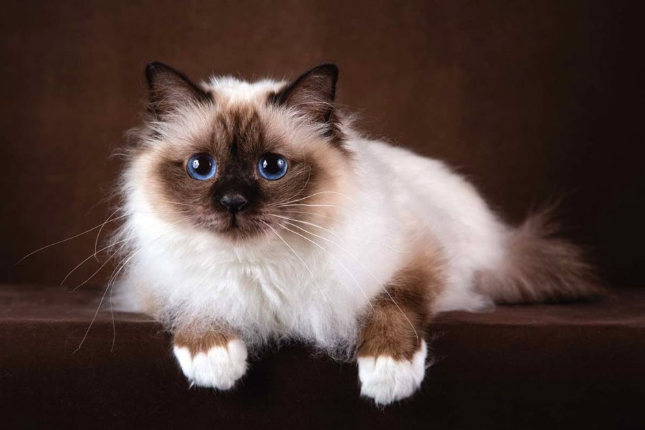 Розы и котенок