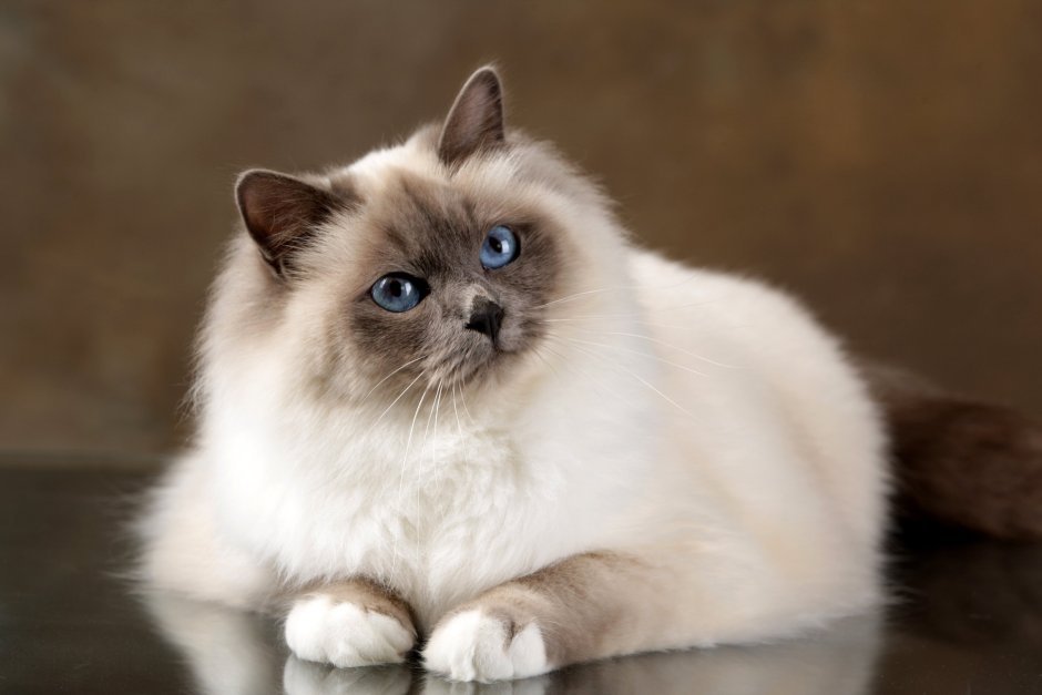 Шотландская вислоухая кошка белая длинношерстная