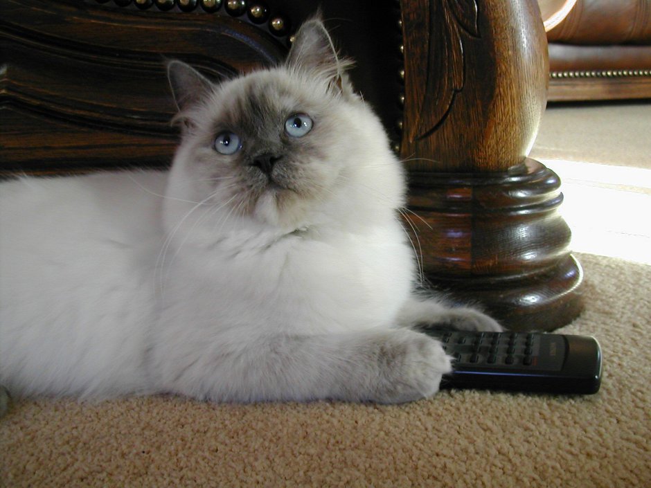 Рэгдолл Линкс кошка
