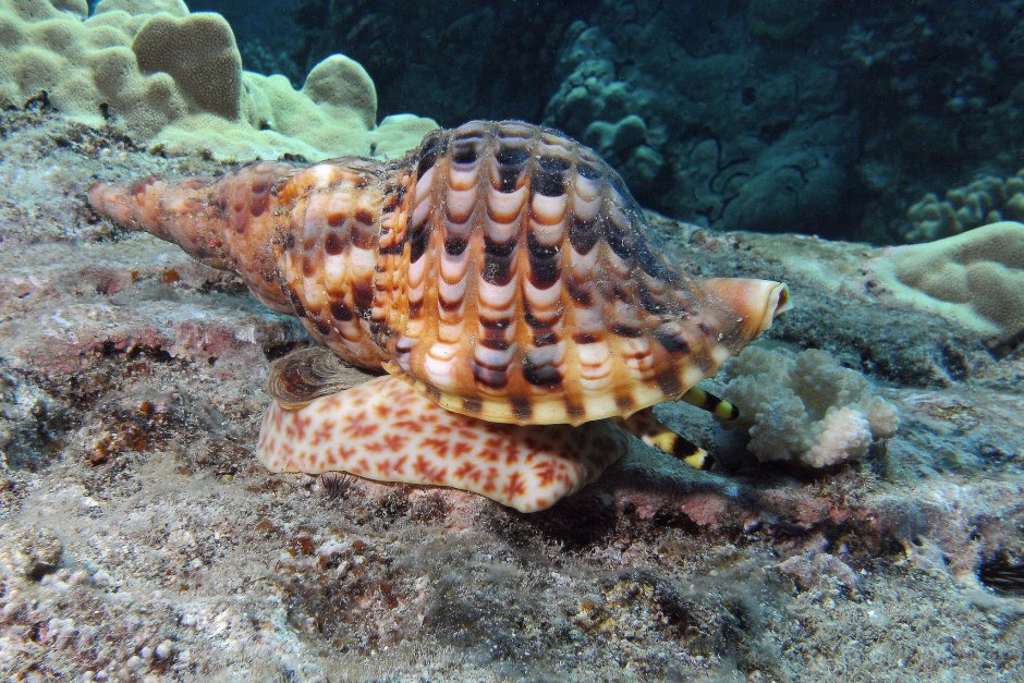 Triton Trumpet Snail