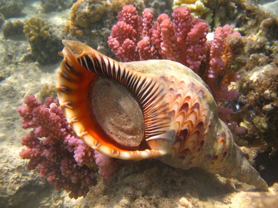 Морские брюхоногие моллюски