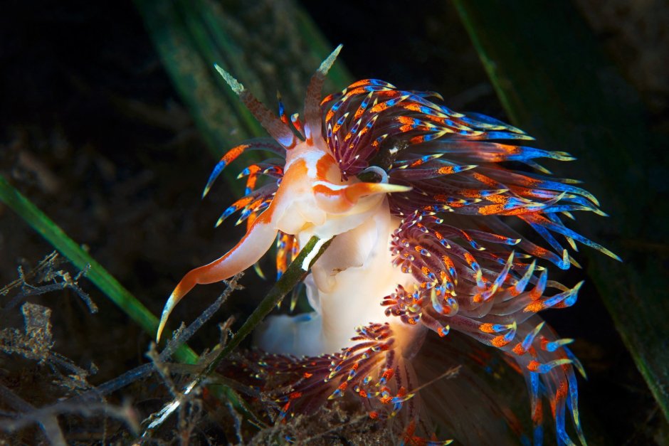 Морская раковина Харония Тритонис