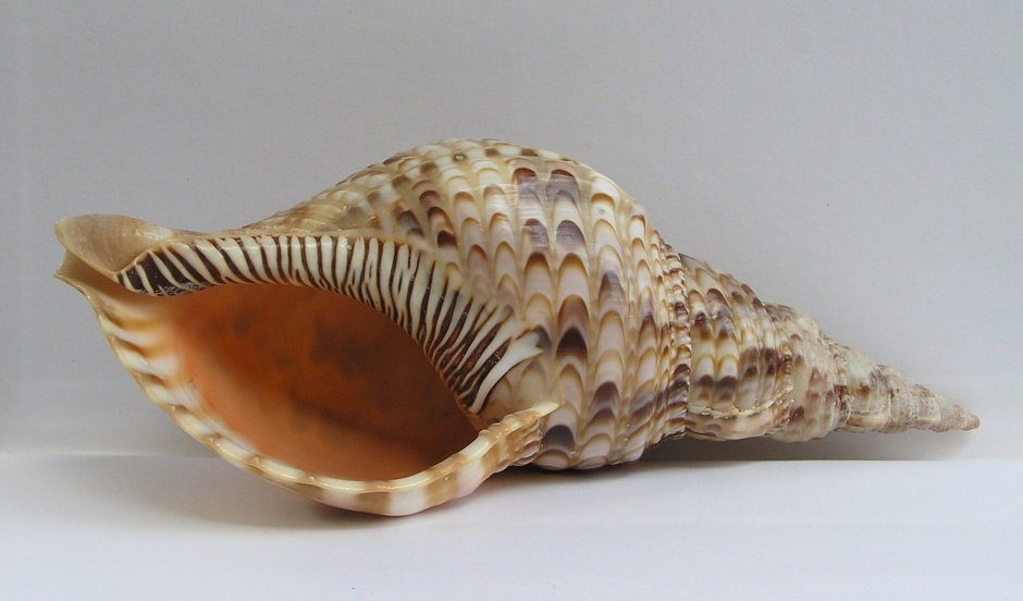 Морские брюхоногие моллюски морские
