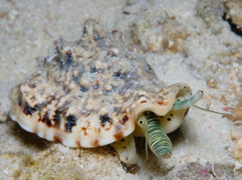 Морские брюхоногие моллюски морские