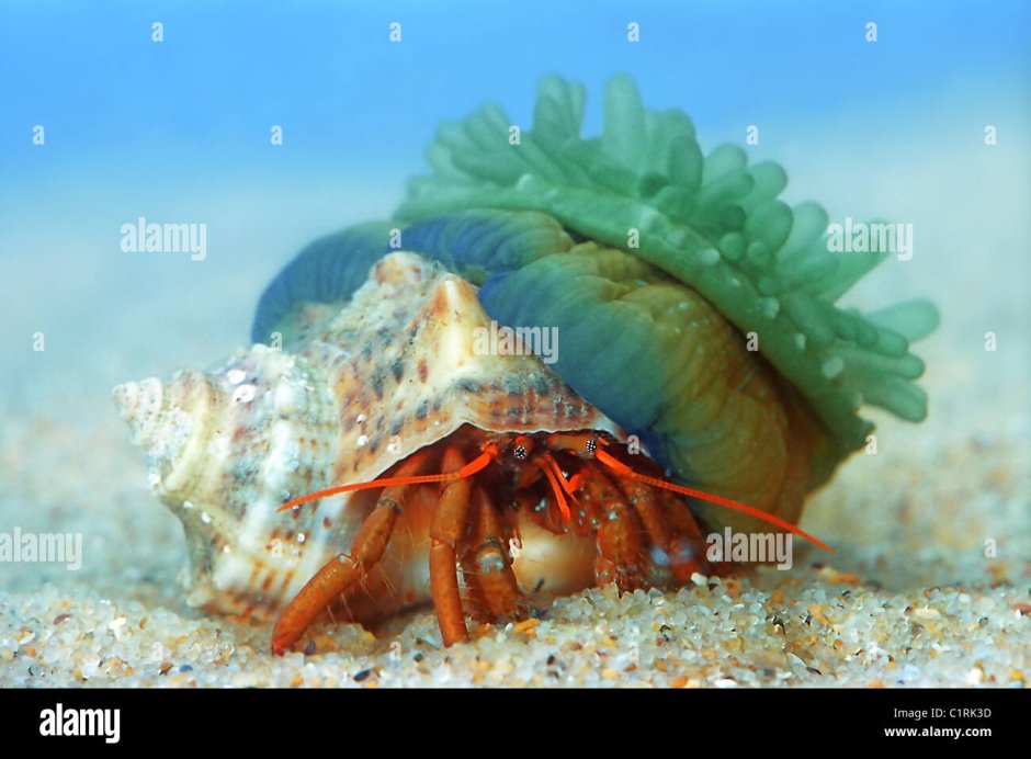 Крупные морские раковины