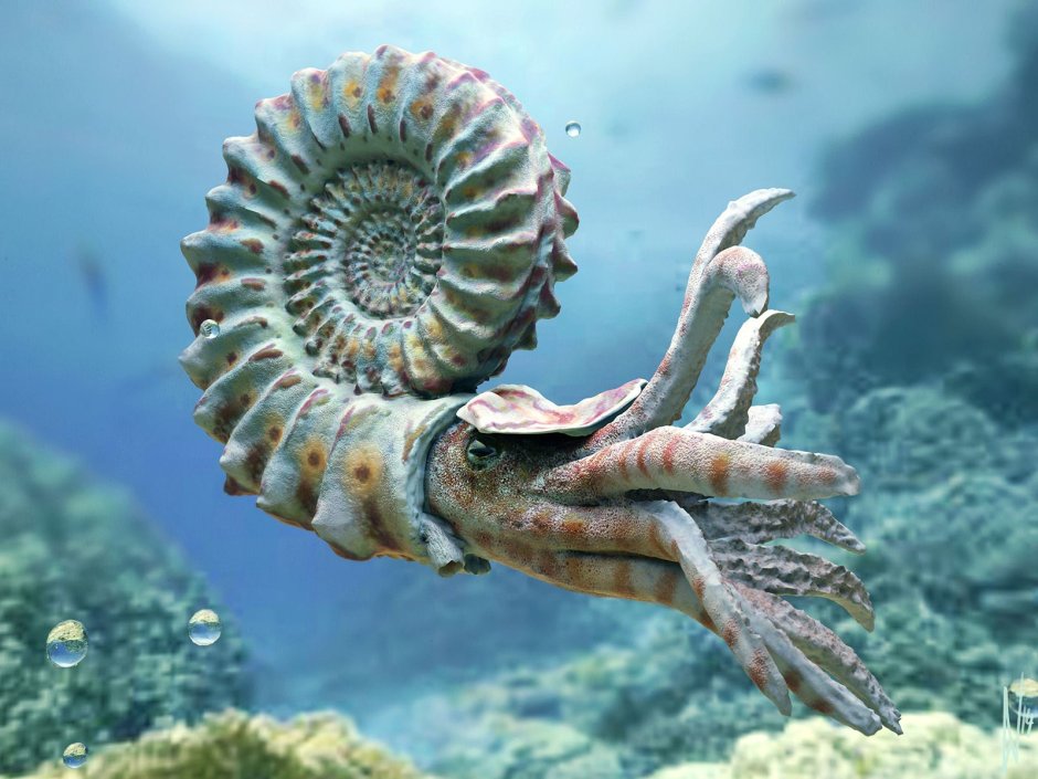 Ракушка Cymatium Aquatile