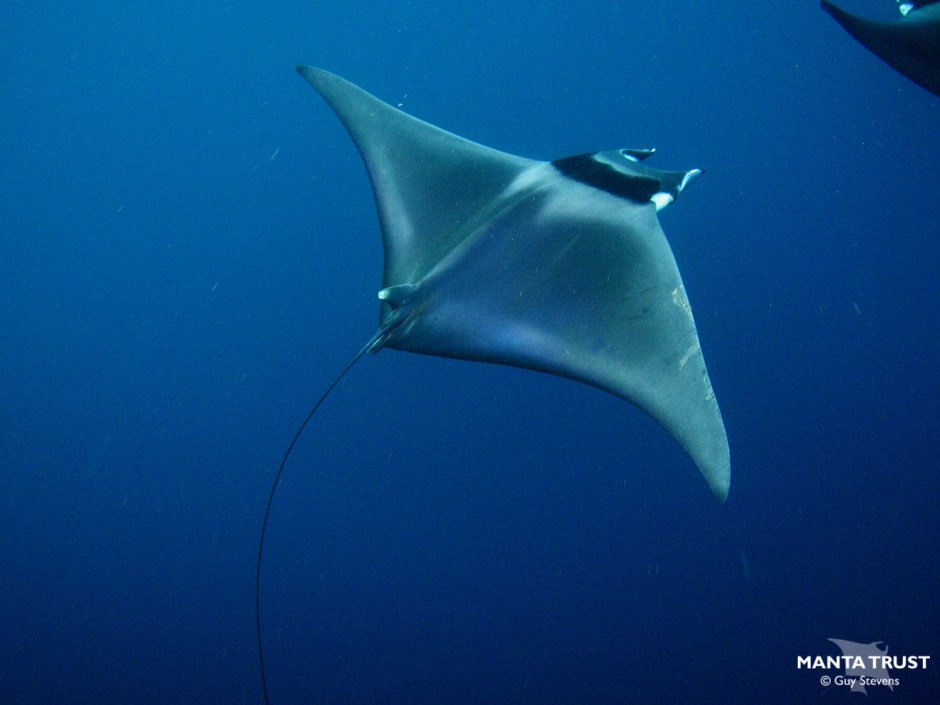 Stingray рыба