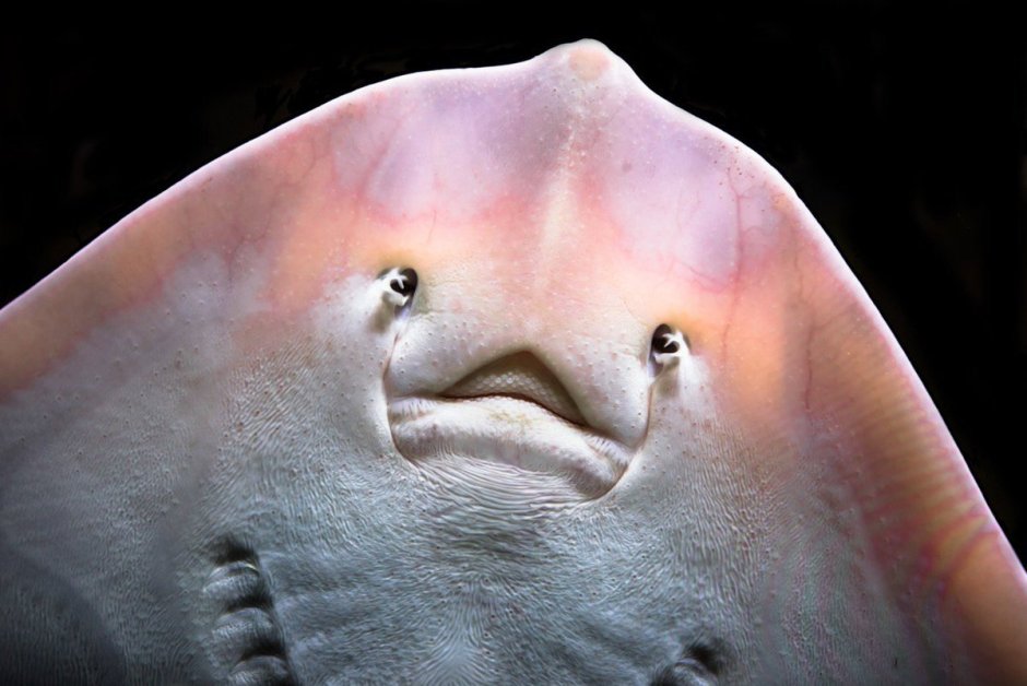 Скат Rhinoptera