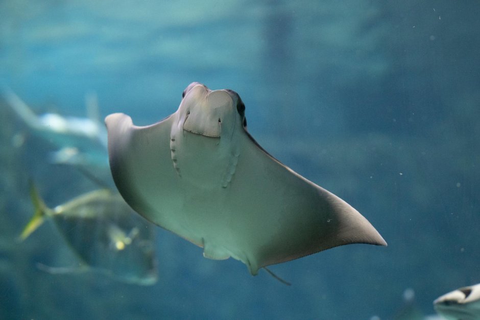 Rhinoptera bonasus