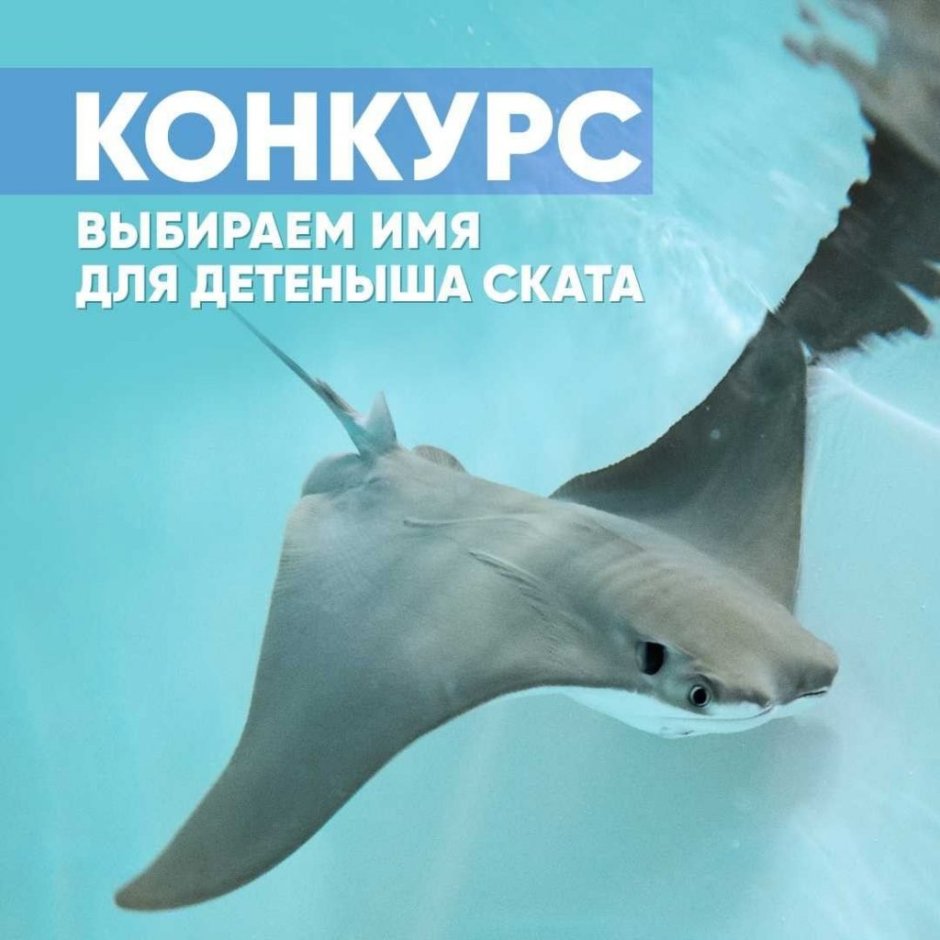 Москвариум скаты