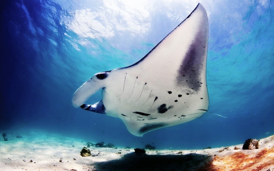 Bat ray