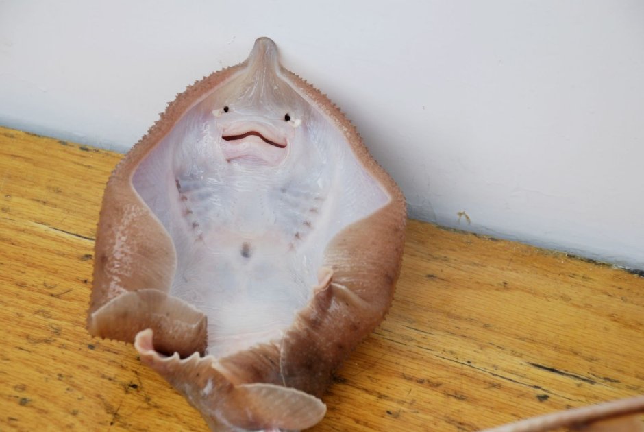 Galapagos Diving