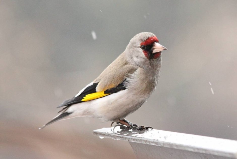 Carduelis caniceps седоголовый щегол