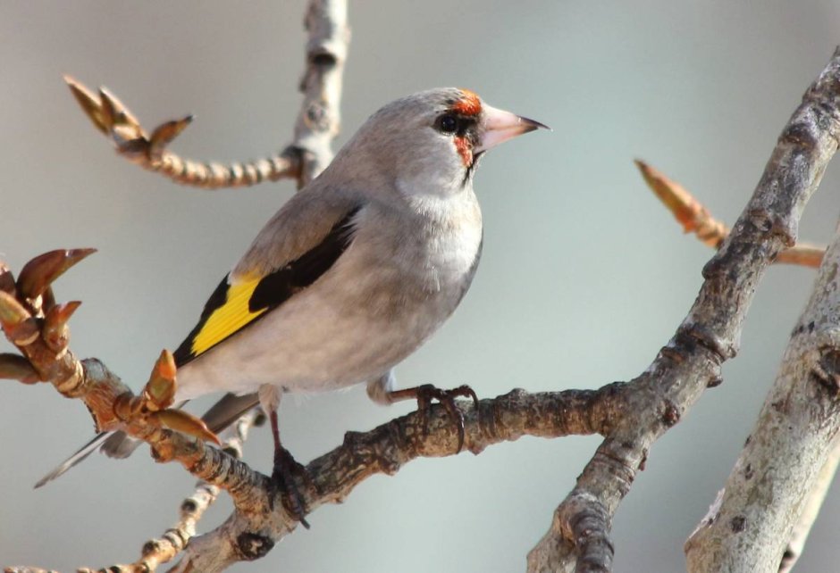 Щегол седоголовый Carduelis Carduelis