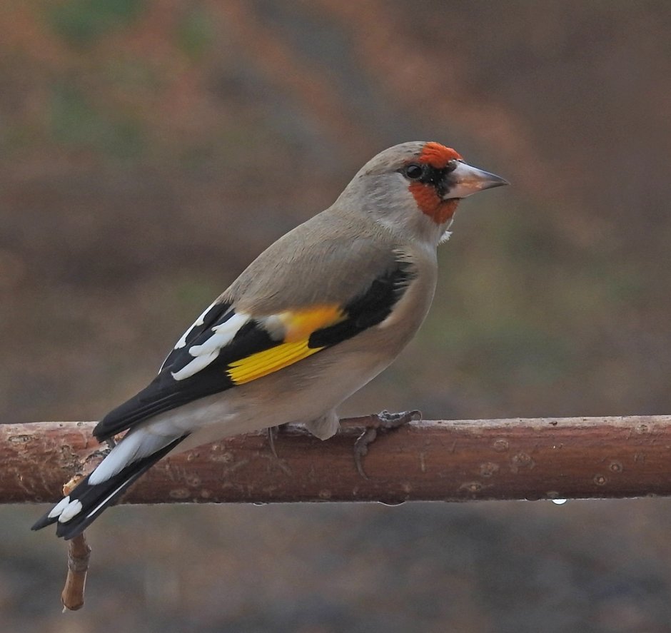 Carduelis caniceps седоголовый щегол