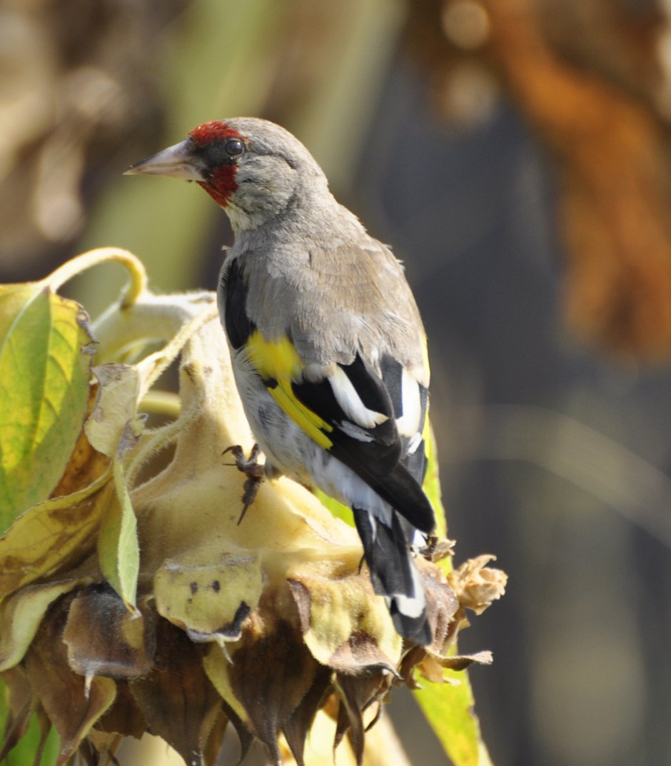 Щегол седоголовый Carduelis Carduelis