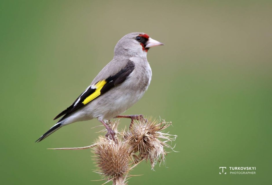 Carduelis caniceps седоголовый щегол