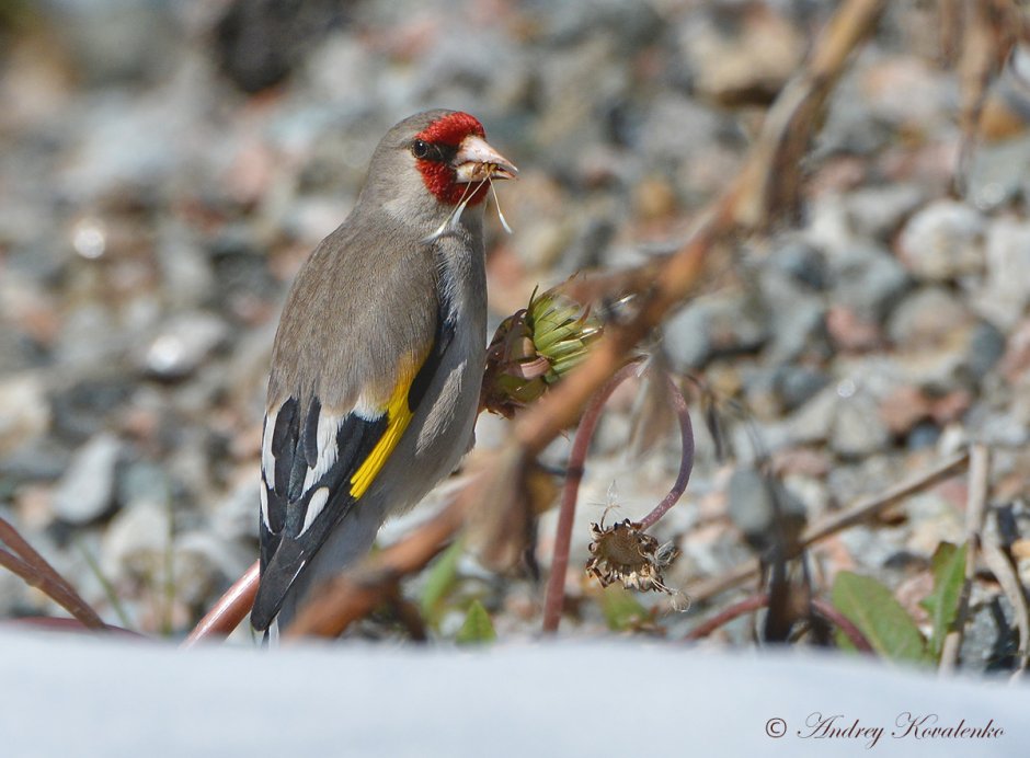 Carduelis caniceps