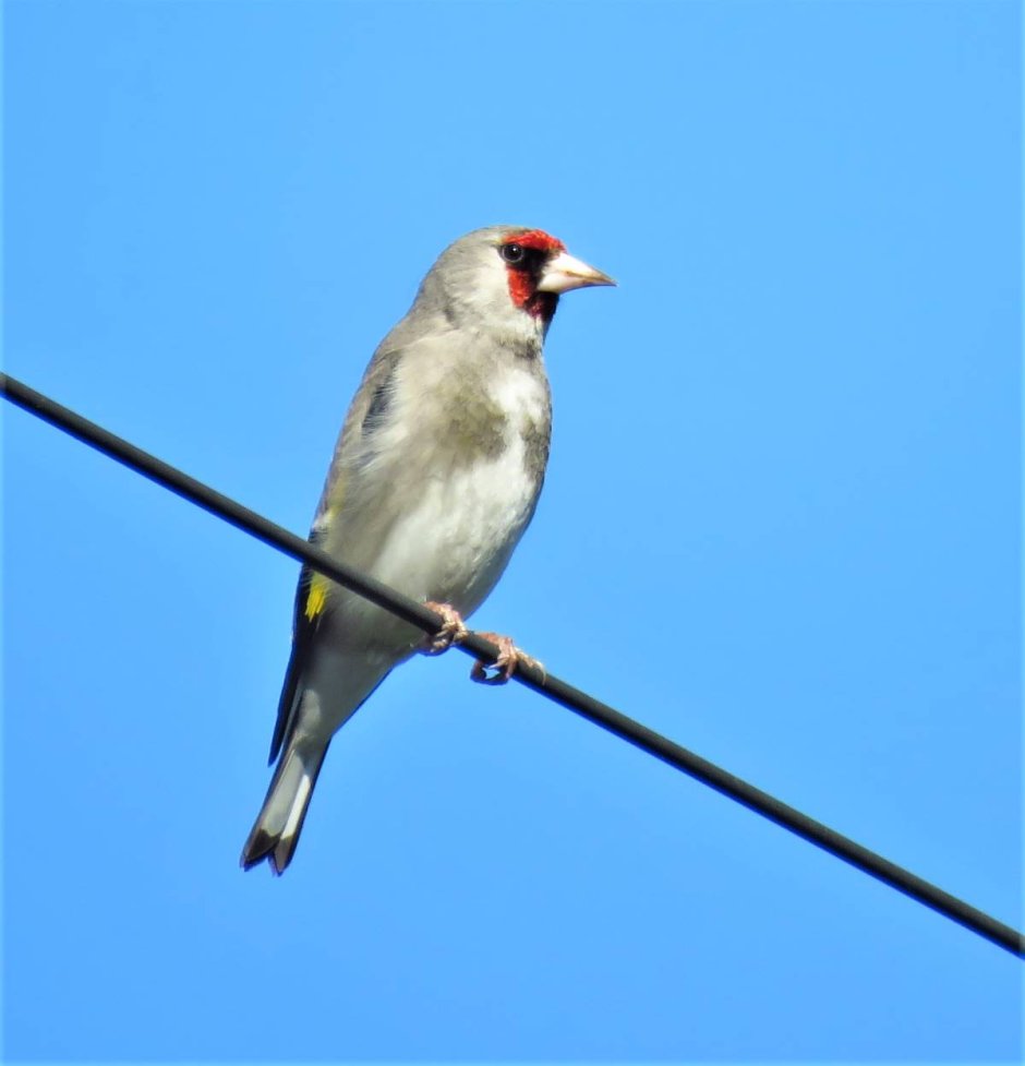 Щегол седоголовый Carduelis Carduelis