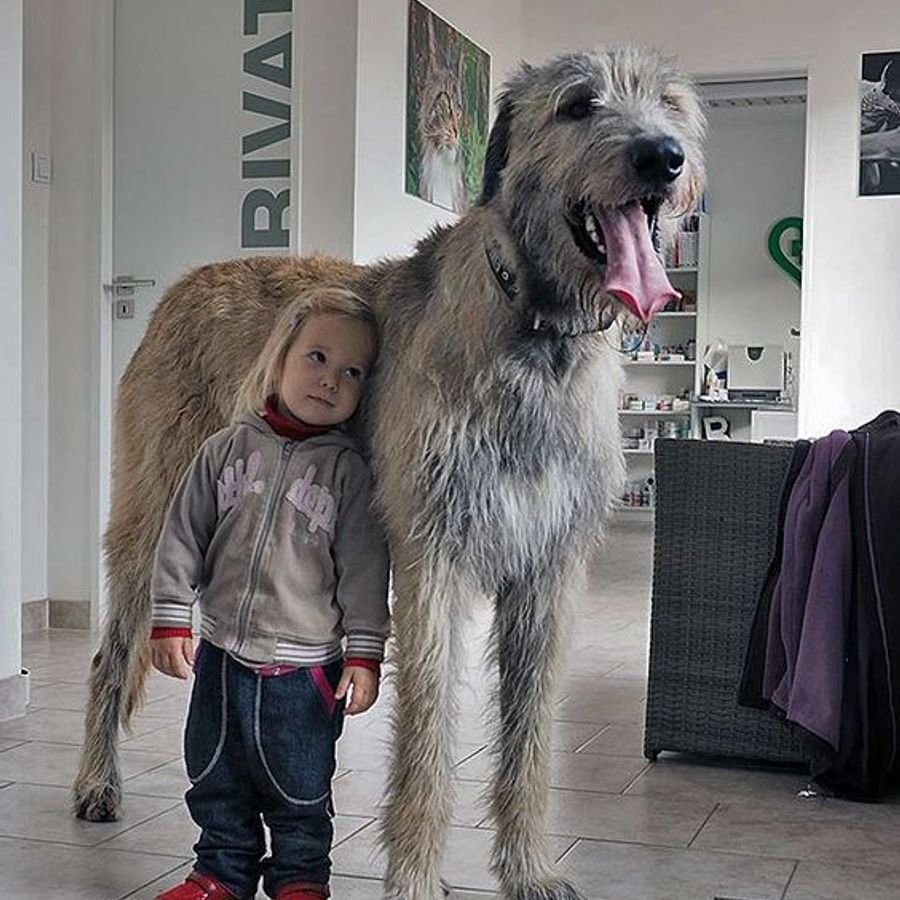 Ирландский волкодав