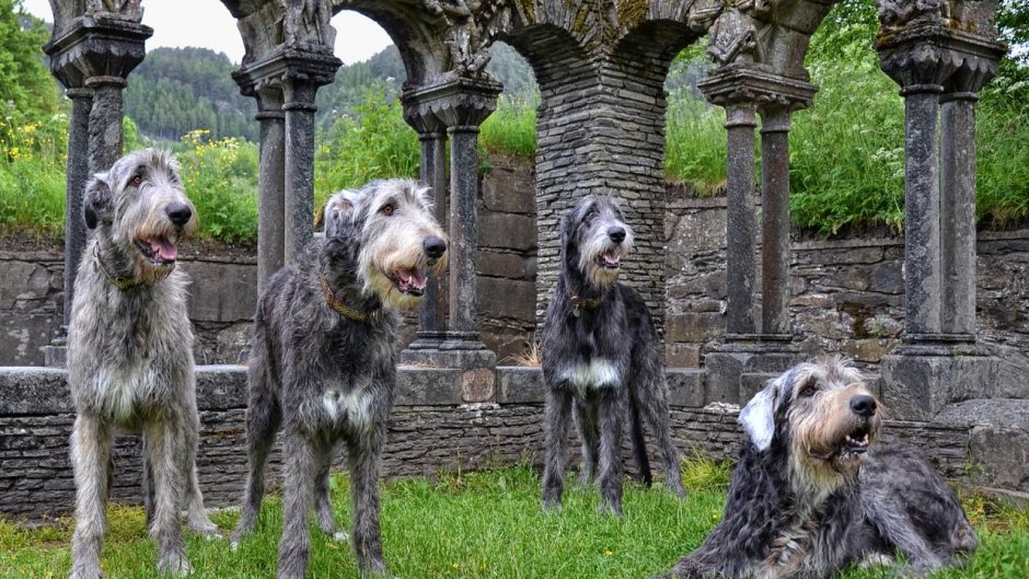 Шотландский волкодав