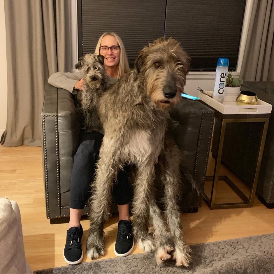 Ирландский волкодав