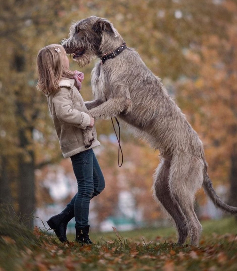 Ирландский волкодав