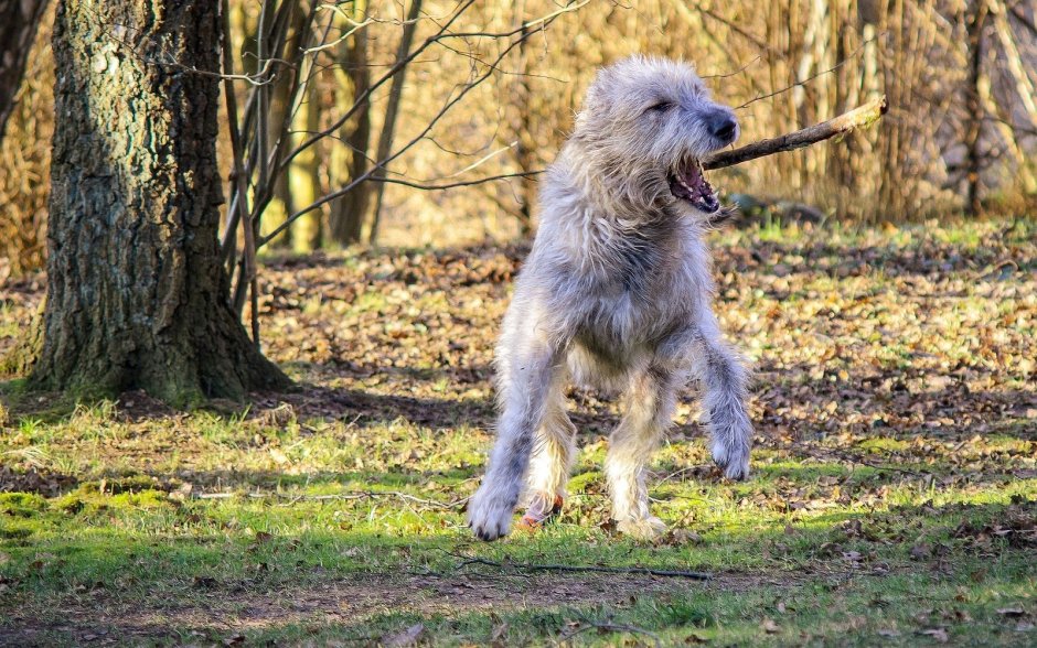 Карликовый волкодав