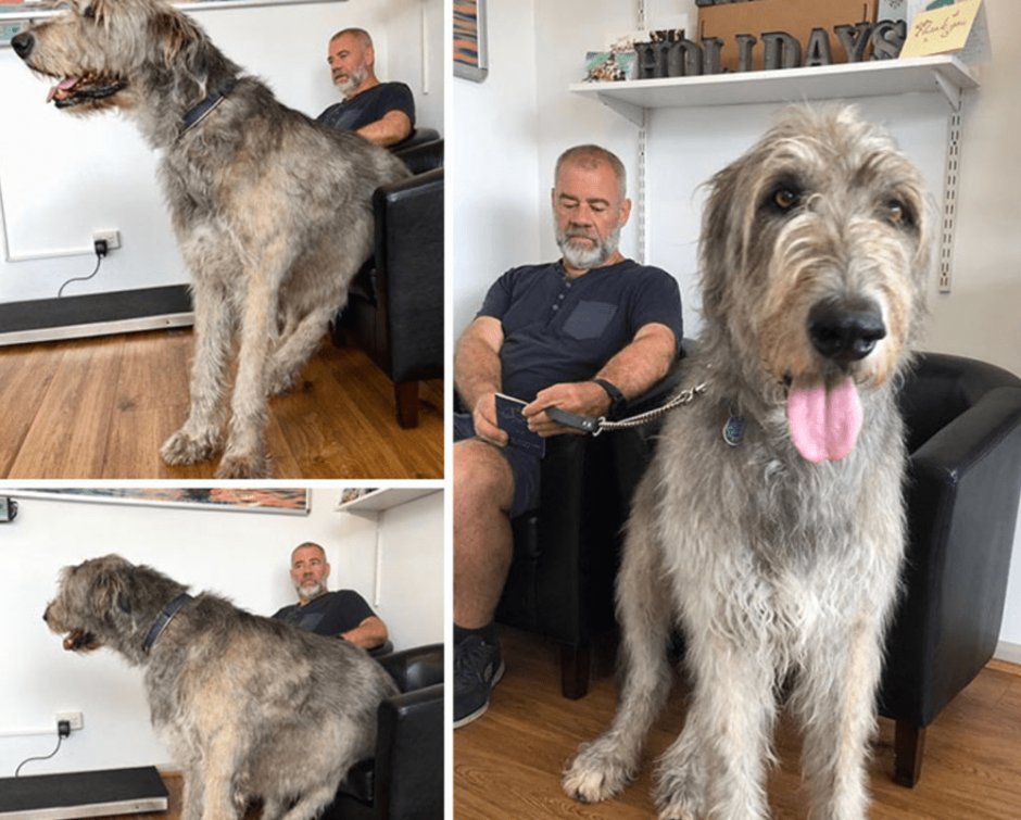 Ирландский волкодав