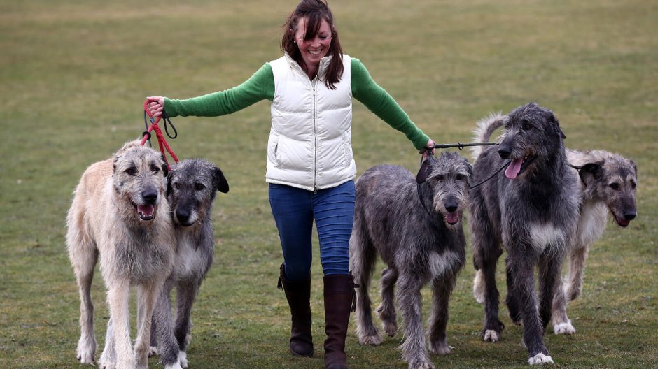 Ирландский волкодав и овчарка