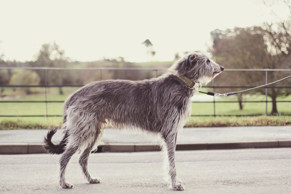 Питомник Иришман ирландский волкодав