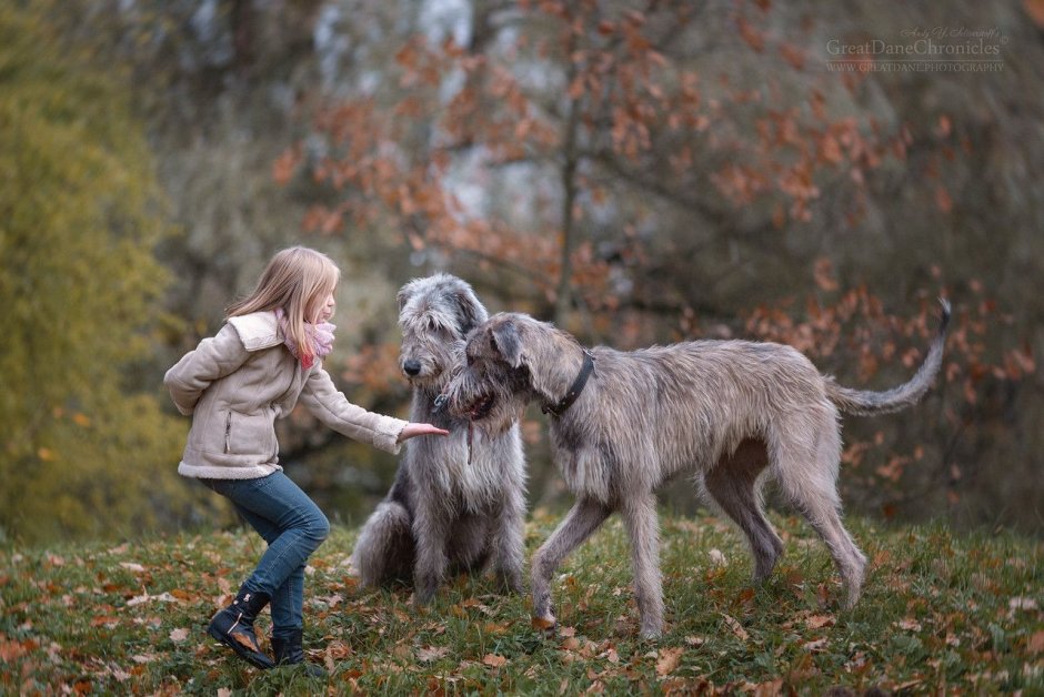 Ирландский волкодав и овчарка