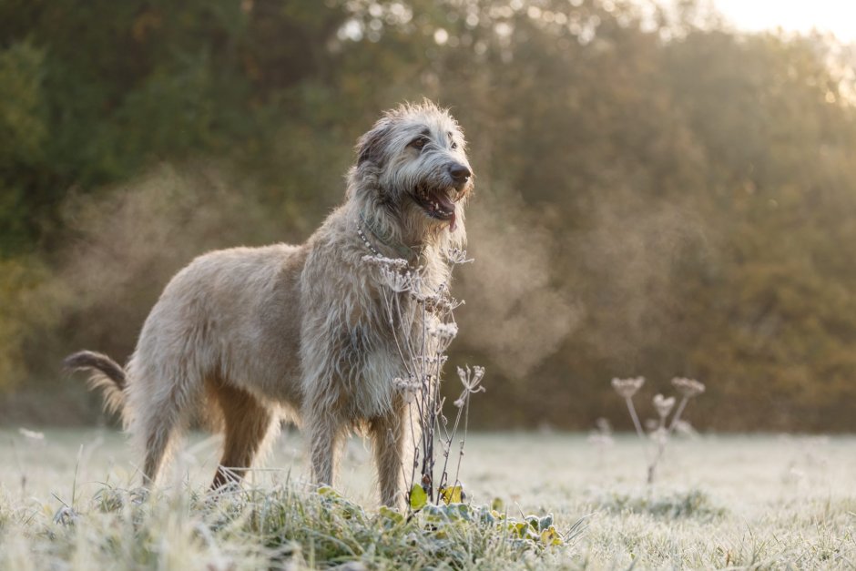 Ирландский волкодав с человеком