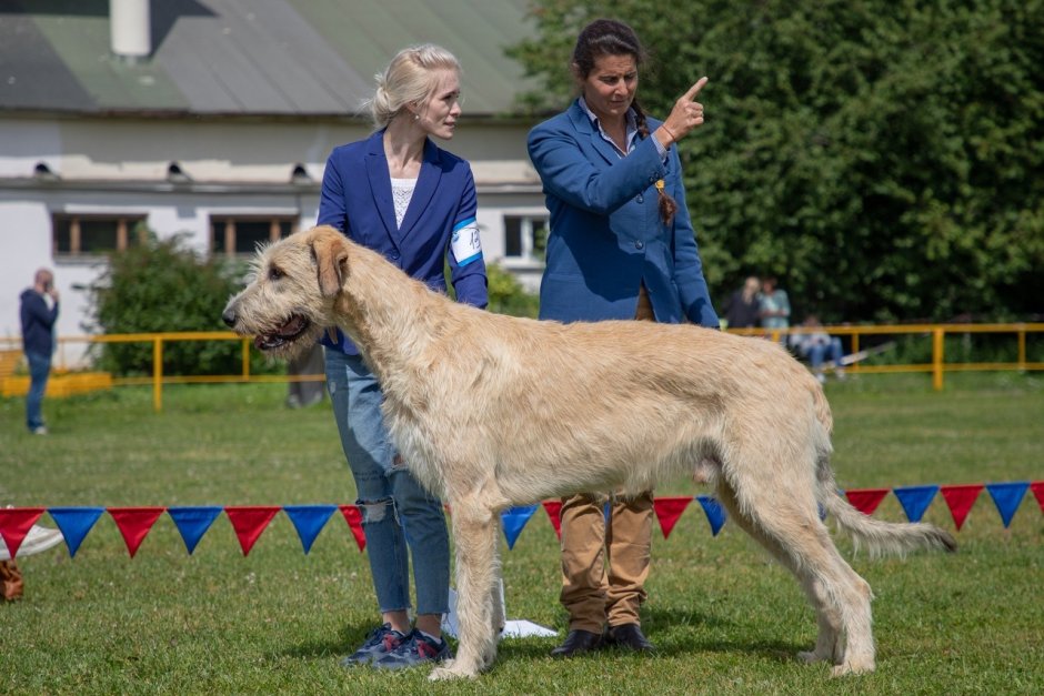 Ирландский волкодав курсинг