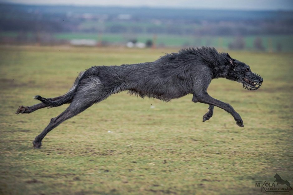 Ирландский волкодав на службе королевы