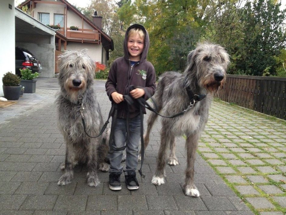 Ирландский волкодав рост