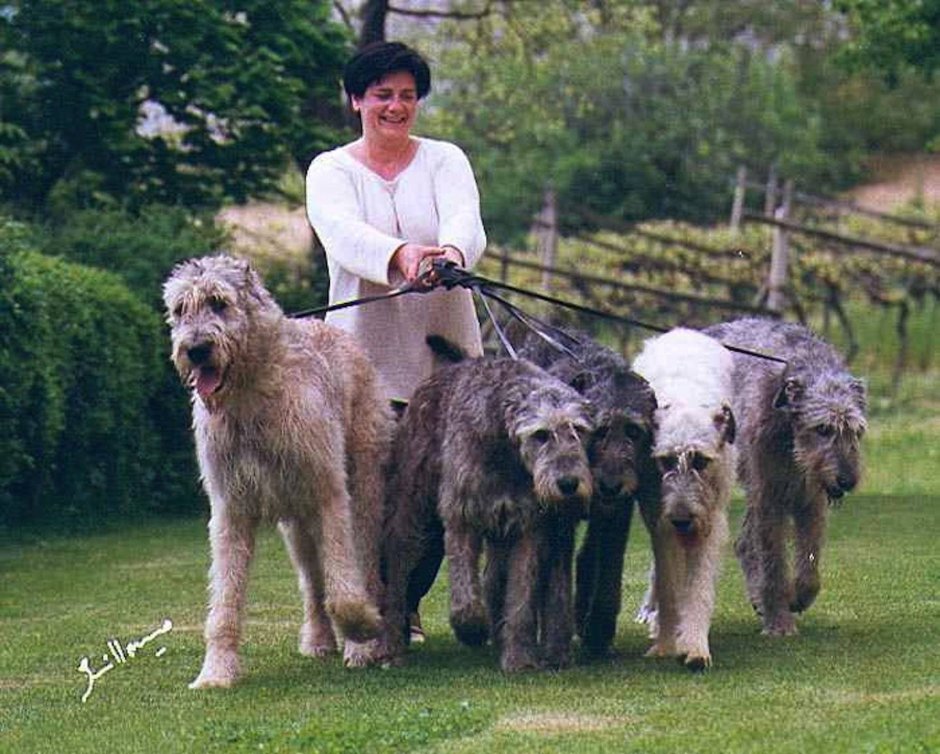 Ирландский волкодав на службе королевы