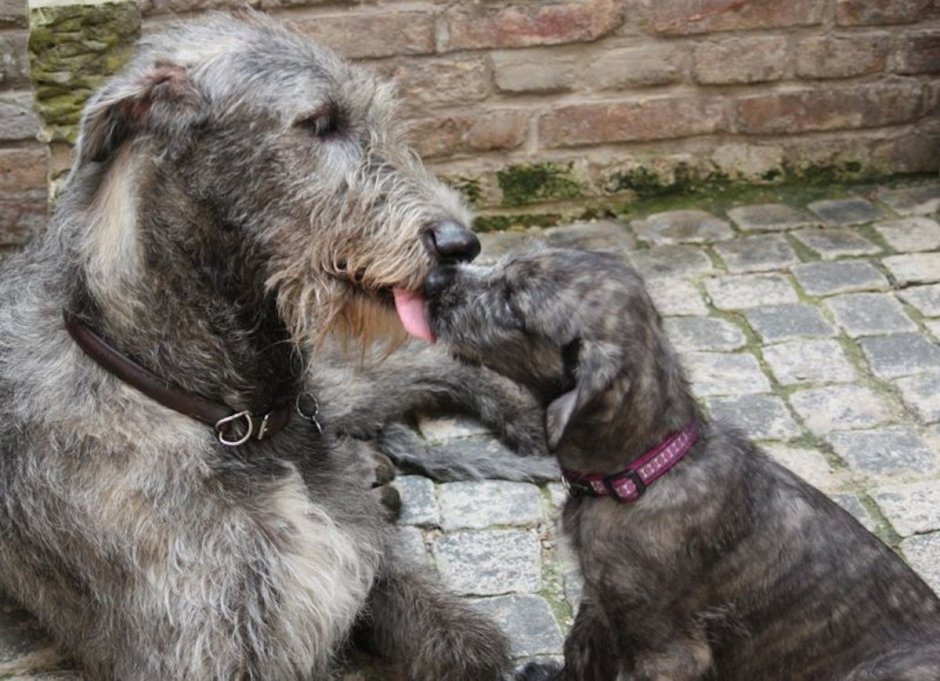 Дирхаунд и ирландский волкодав