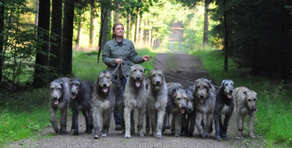 Ирландский волкодав рыжего окраса