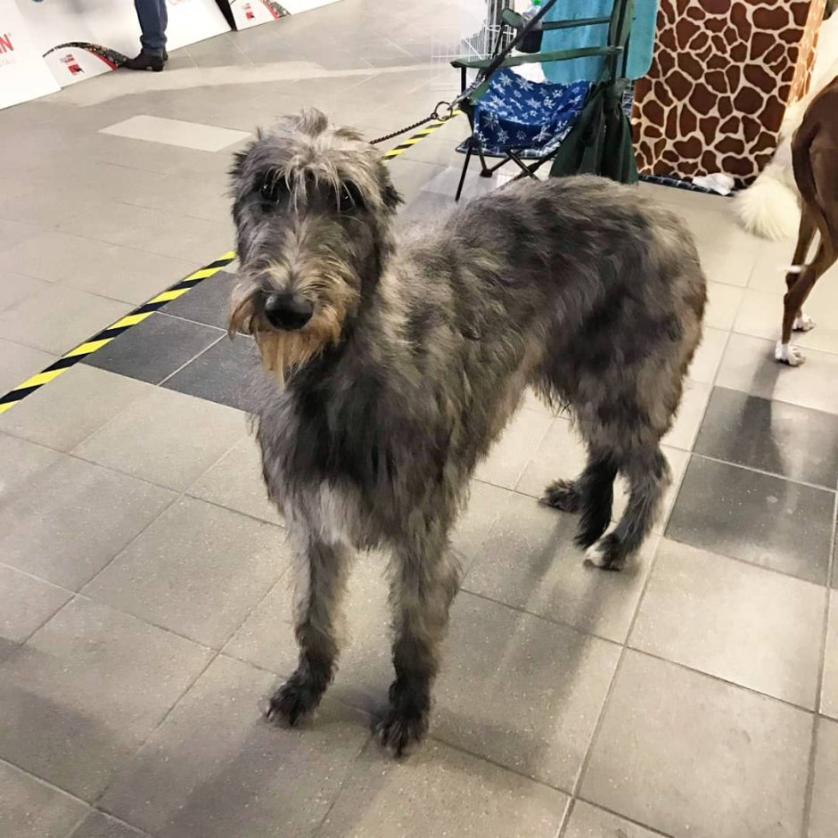 Ирландский волкодав ощерившийся