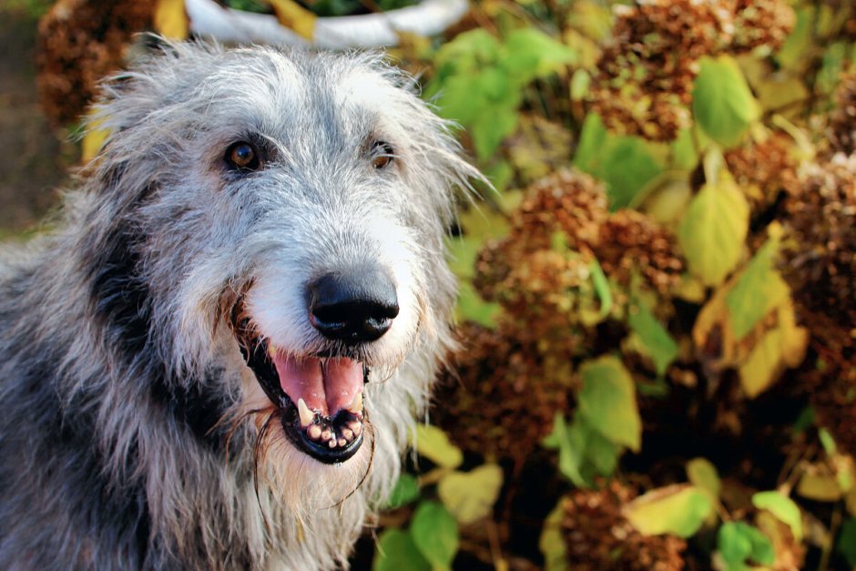 Ирландский волкодав и шпиц