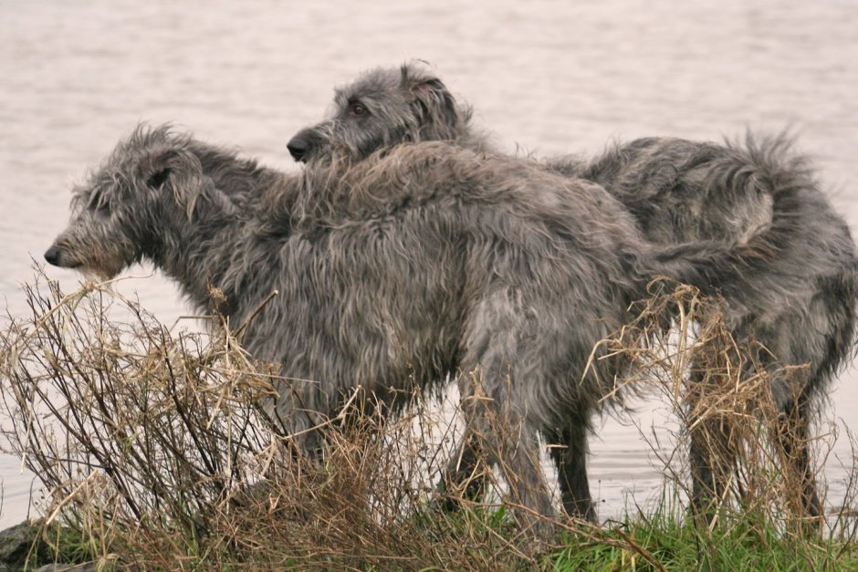 Карликовый волкодав