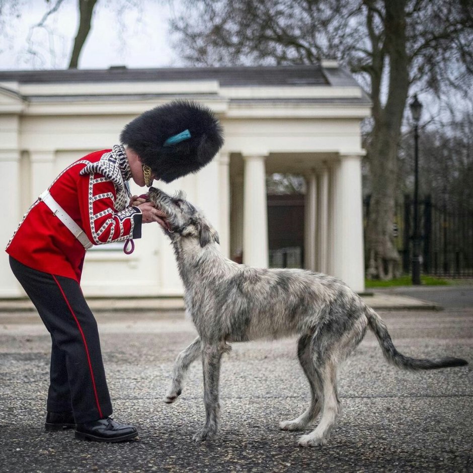 Ирландский волкодав с хозяином