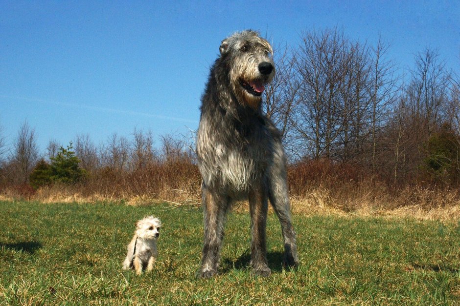 Собака ирландский волкодав