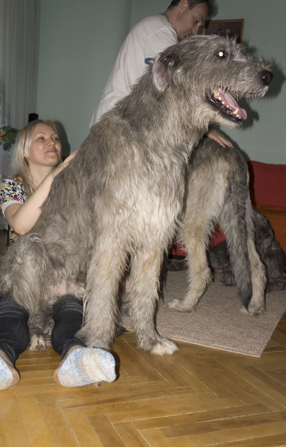 Ирландский волкодав рыжий