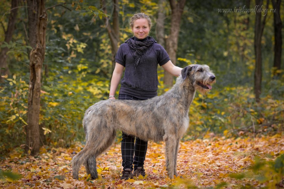 Ирландский волкодав в Москве